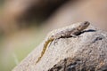 A common agama female lizard in Namibia. Royalty Free Stock Photo