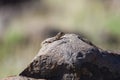 A common agama female lizard in Namibia. Royalty Free Stock Photo