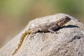 A common agama female lizard in Namibia. Royalty Free Stock Photo