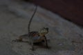 Common agama red headed rock agama or rainbow agama a lizard family Agamidae female Amboseli Kenya Royalty Free Stock Photo