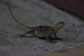 Common agama red headed rock agama or rainbow agama a lizard family Agamidae female Amboseli Kenya Royalty Free Stock Photo