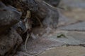 Common agama red headed rock agama or rainbow agama a lizard family Agamidae female Amboseli Kenya Royalty Free Stock Photo