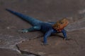 Common agama red headed rock agama or rainbow agama a lizard family Agamidae male Amboseli Kenya Royalty Free Stock Photo