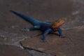 Common agama red headed rock agama or rainbow agama a lizard family Agamidae male Amboseli Kenya Royalty Free Stock Photo