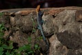 Common agama red headed rock agama or rainbow agama a lizard family Agamidae male Amboseli Kenya Royalty Free Stock Photo