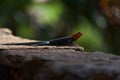 Common agama red headed rock agama or rainbow agama a lizard family Agamidae male Amboseli Kenya Royalty Free Stock Photo