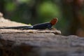 Common agama red headed rock agama or rainbow agama a lizard family Agamidae male Amboseli Kenya Royalty Free Stock Photo