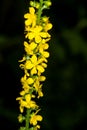 Common agrimony