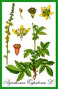 Common agrimony herbal