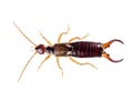 Common aka European earwig, Forficula auricularia studio isolated on white background. Male, overhead view. Royalty Free Stock Photo