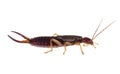 Common aka European earwig, Forficula auricularia studio isolated on white background. Profile. Male insect.