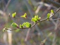 Common alder Alnus glutinosa branch with fresh young growing leaves in the spring