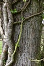 Common Alder - Alnus glutinosa Tree Trunk, Norfolk. England, UK