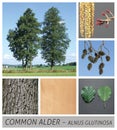 Common Alder, Black Alder, European Alder, alder, alnus, glutinosa, rotenle, tree