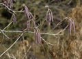 Common Alder Catkins