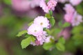 Flowering almond bush