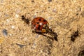 Common ants carrying back to the nest, a dead ladybird that has been caught in a spiderweb Royalty Free Stock Photo