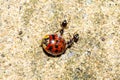 Common ants carrying back to the nest, a dead ladybird that has been caught in a spiderweb Royalty Free Stock Photo