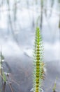 tiny flowers of tHippuris vulgaris, mare\'s-tail perennial herb, aquatic plant with leaves occur in whorls, Poland, Europe Royalty Free Stock Photo