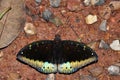 Common archduke butterfly