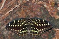 Common archduke butterfly