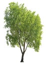 Common ash, cutout tree with white background Royalty Free Stock Photo