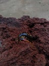 Common Asian Centipede (Scolopendra subspinipes) on a rock