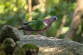 Common Asian grey-capped emerald dove pigeon bird in green stand
