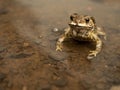 Common Asian Toad or Duttaphrynus melanostictus or asian toad brown or Bufo Bufo. Royalty Free Stock Photo