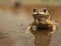 Common Asian Toad or Duttaphrynus melanostictus or asian toad brown or Bufo Bufo. Royalty Free Stock Photo