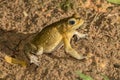 Common Asian Toad