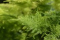 Common asparagus fern