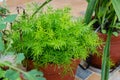 Common asparagus fern in an earthern mud flower pot in India.Asparagus setaceus Royalty Free Stock Photo