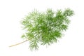Common asparagus fern Royalty Free Stock Photo