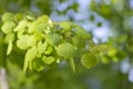 Branches with spring leaves common aspen Populus tremula, selective focus. Royalty Free Stock Photo