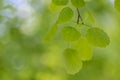 Branches with spring leaves common aspen Populus tremula, selective focus. Royalty Free Stock Photo