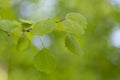 Branches with spring leaves common aspen Populus tremula, selective focus. Royalty Free Stock Photo