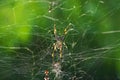 Common Australian spider Royalty Free Stock Photo