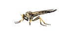 Common Awl Robberfly, Bosrandroofvlieg, Neoitamus cyanurus