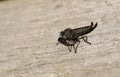 A Common Awl Robberfly Neoitamus cyanurus feeding on its prey another fly.