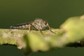 Common Awl Robberfly