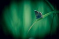 Common azure insect alone in summer in meadow on blade of grass