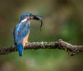 Common or Azure Kingfisher with Fish Royalty Free Stock Photo