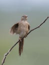 Common babbler Turdoides caudata Royalty Free Stock Photo