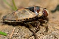 Common Backswimmer (Notonecta glauca) from side Royalty Free Stock Photo