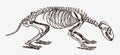 Common badger meles skeleton in profile view