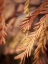 Common Bald Cypress Taxodium Distichum Closeup in the Fall.