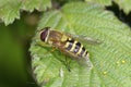 Common Banded Hoverfly Royalty Free Stock Photo