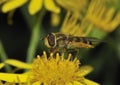 Common Banded Hoverfly Royalty Free Stock Photo