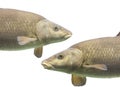 Common barbel, Barbus barbus, is a species of freshwater fish